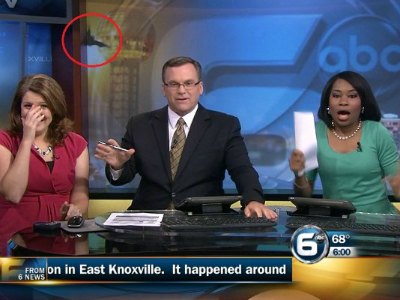 Watch a BAT dive-bomb news anchors live on air