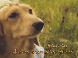 Dachshund’s Creek: Dawson’s Creek with wiener dogs!