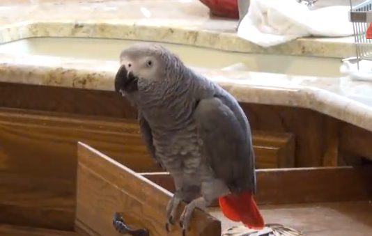 Alright: This bird thinks it is Matthew McConaughey
