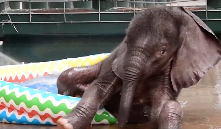 Baby elephant meets a kiddie pool for the first time