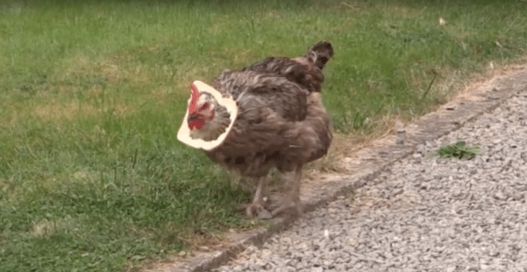 Stupid chicken can’t quite figure out how to eat bread crust