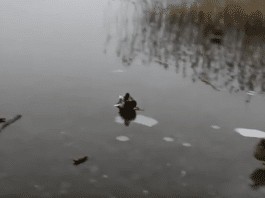 Duck lands on ice, slides into your heart