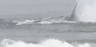 Beach volleyball practice is interrupted when a WHALE shows up