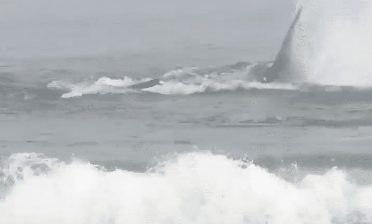 Beach volleyball practice is interrupted when a WHALE shows up