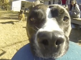 Dog takes GoPro and makes the best video ever