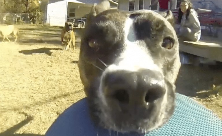 Dog takes GoPro and makes the best video ever