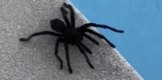Nicole Kidman catches a GIANT SPIDER like it’s nbd