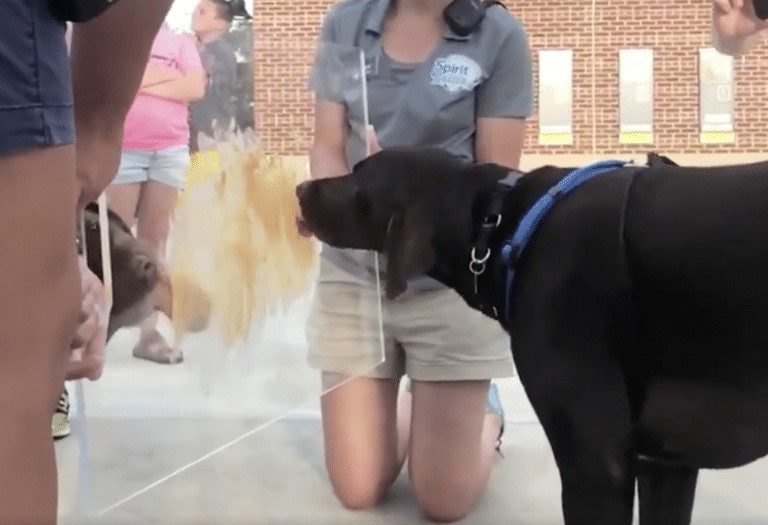 Columbia Fireflies host a DOGS EATING PEANUT BUTTER CONTEST