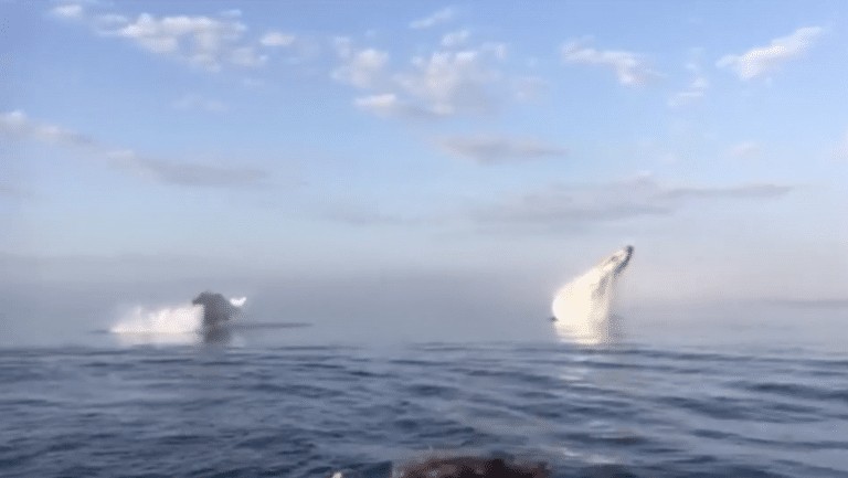 Incredible triple whale breach captured off Nova Scotia coast