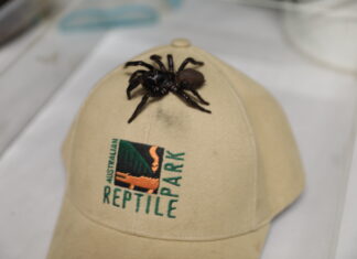 MEGASPIDER! Australian Reptile Park looking for mystery donor of massive funnel web spider