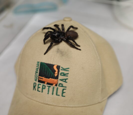MEGASPIDER! Australian Reptile Park looking for mystery donor of massive funnel web spider