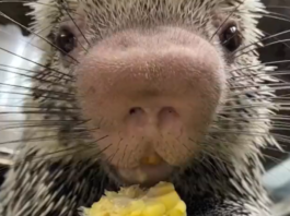 Here’s a video of a porcupine eating corn on the cob